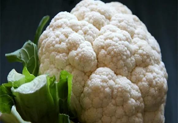تصویر 5 از خرید و قیمت گل کلم گلخانه ای + فروش عمده